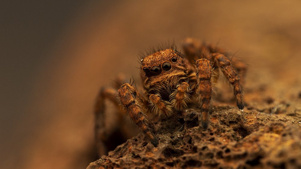 Фотография автора Gokul Addanki