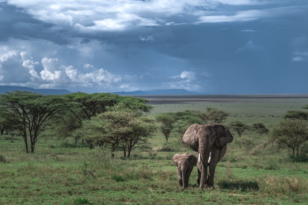 Мама и малыш/Mom and baby
