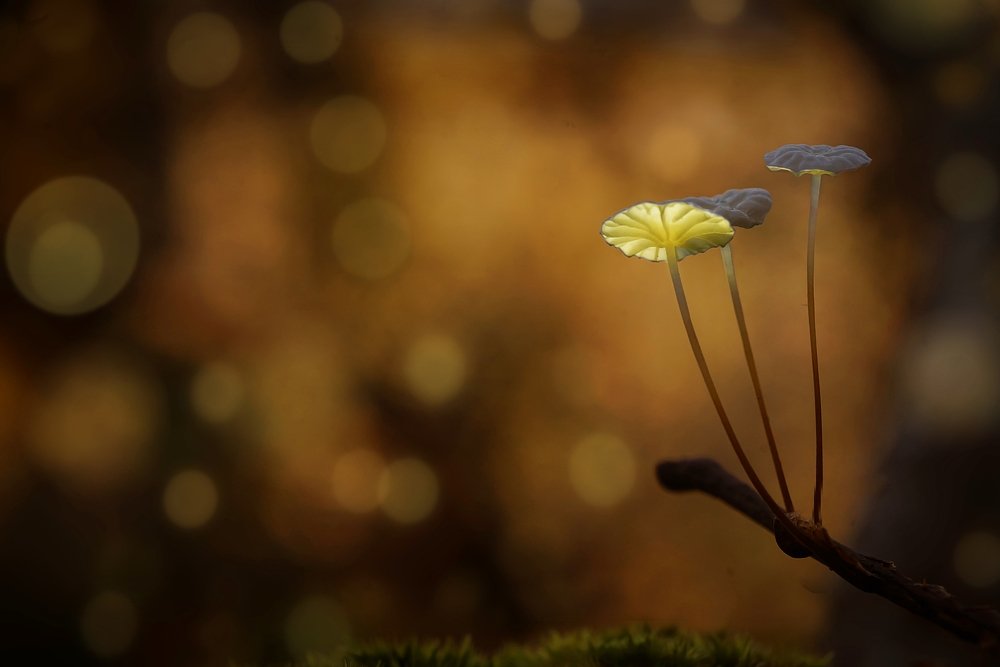 Photograph by Сергей Прокофьев