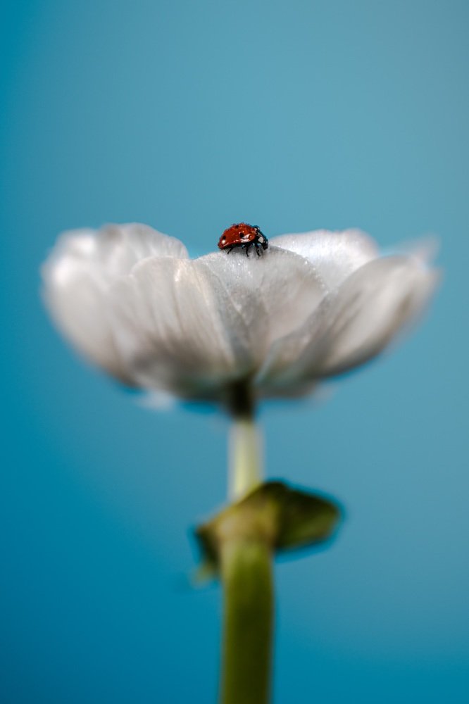 Photograph by Марина Беликова