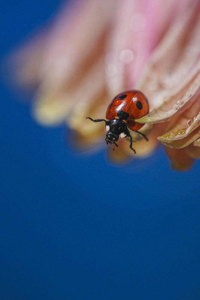 Photograph by Марина Беликова