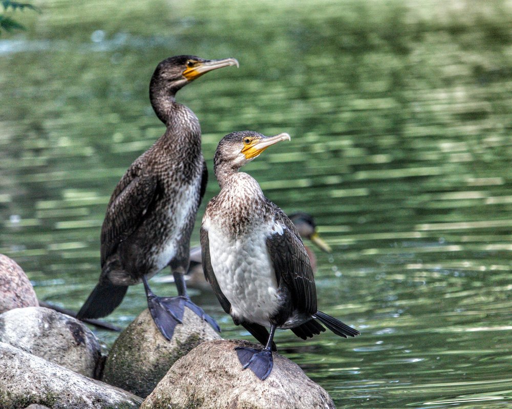 Photograph by Darius L.