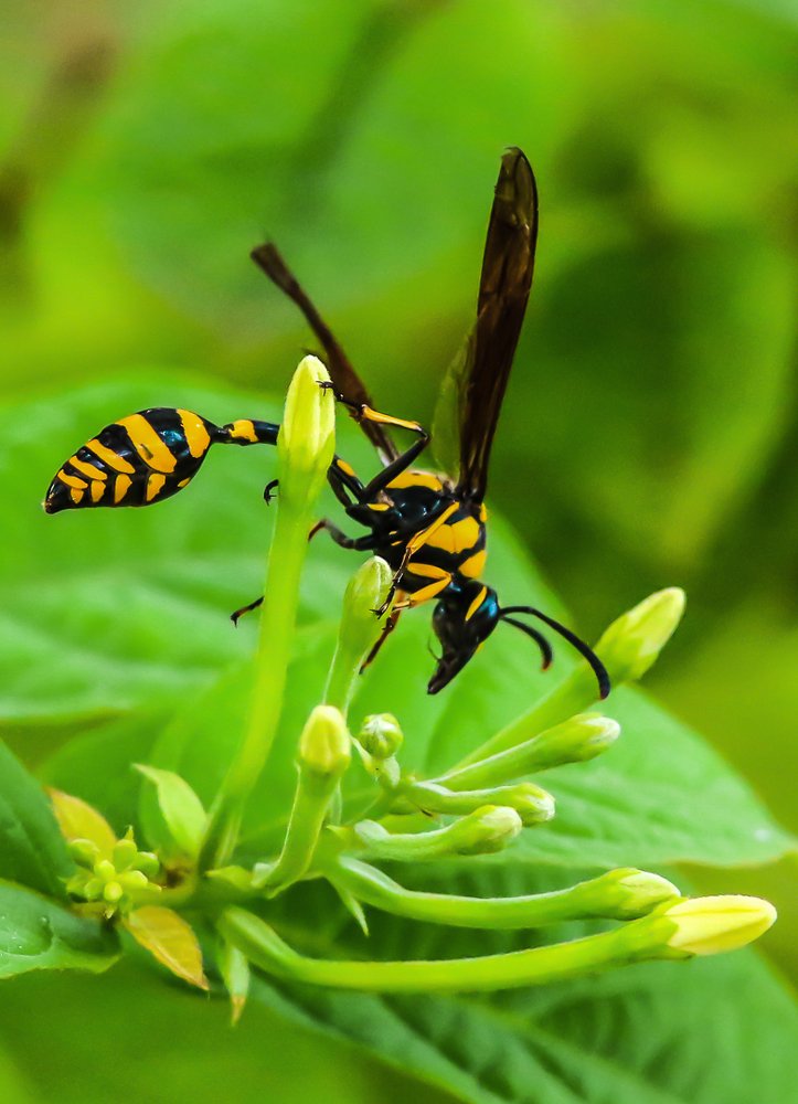 A Stinging Detective