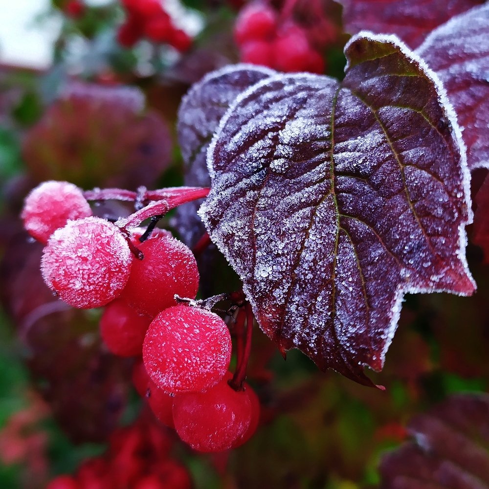Photograph by Елена Павлова