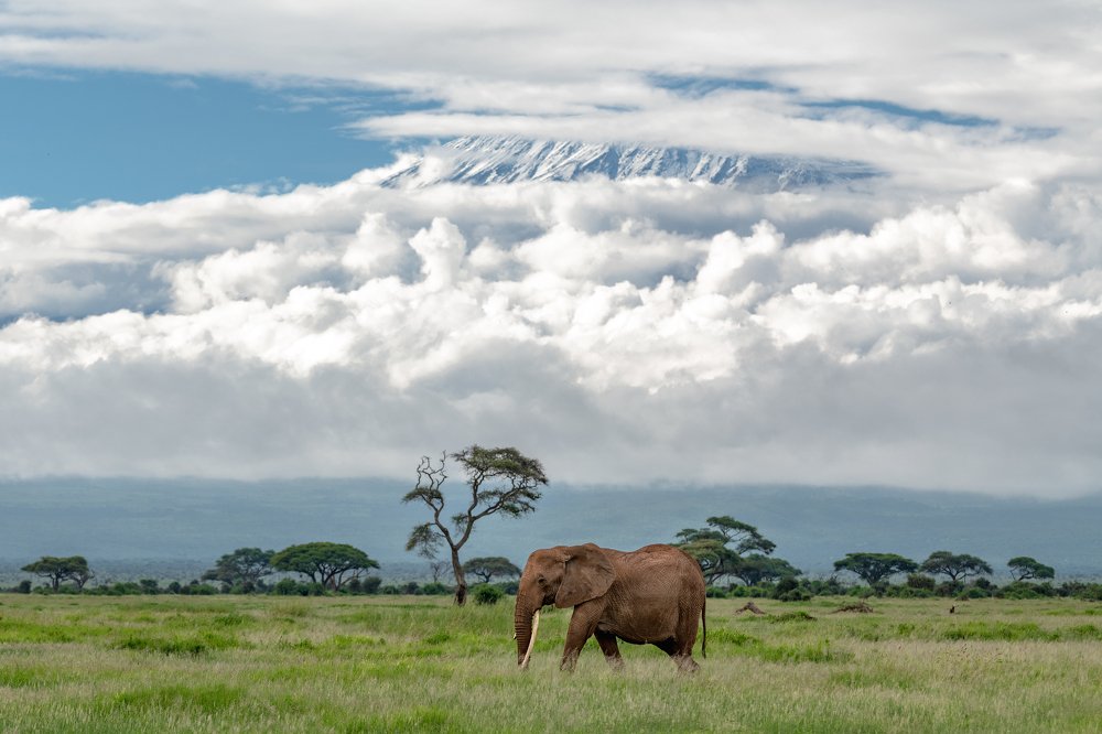 Одинокий слон/The Lone Elephant