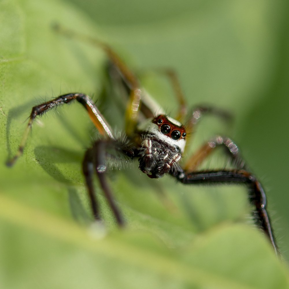 The itsy bitsy spider