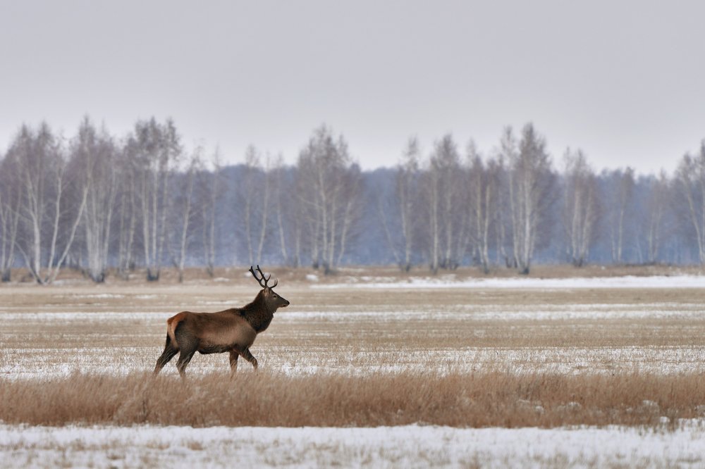 Photograph by Игорь Травкин