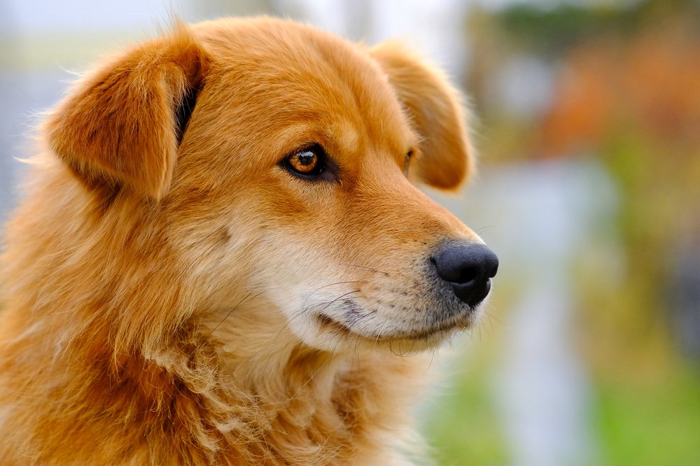 Светловский собакен