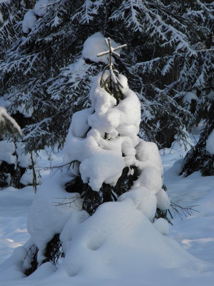 Photograph by Елена Коробкина