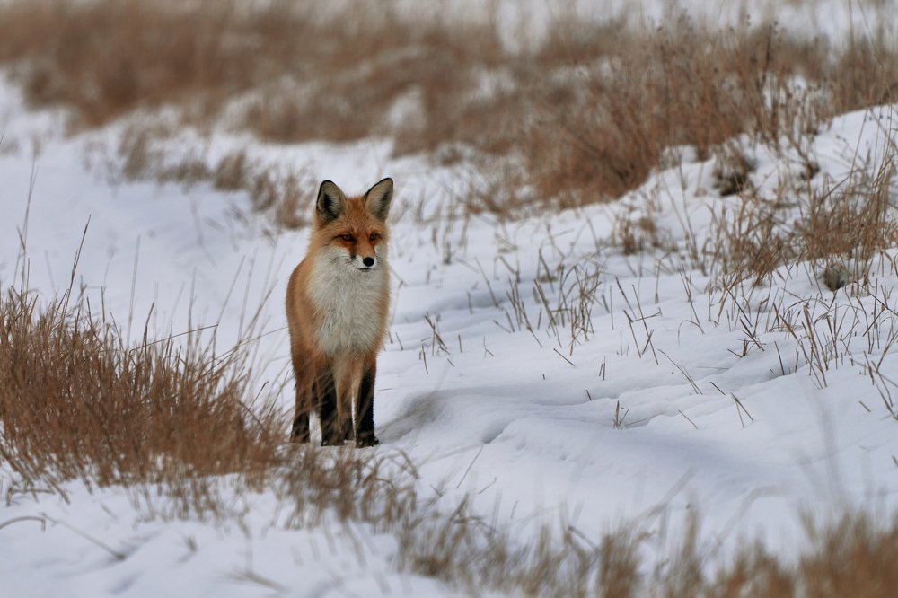 Photograph by Игорь Травкин