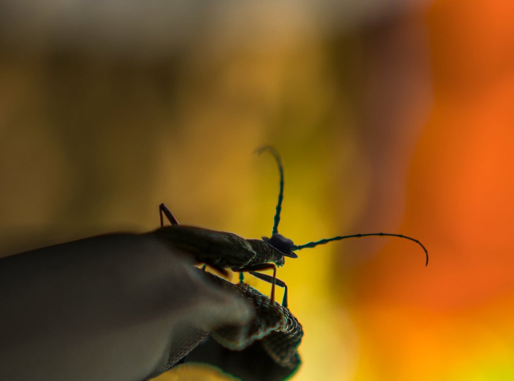 Photograph by reza lashgari