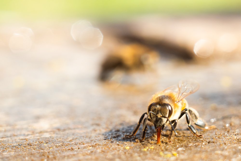 At the watering hole