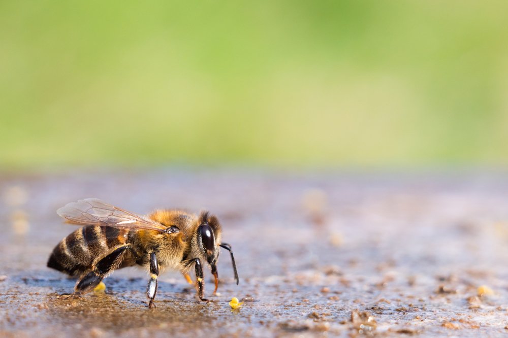 At the watering hole