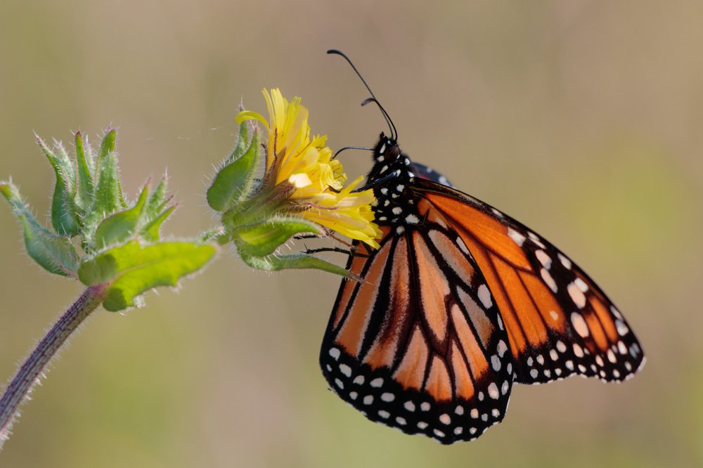 Southern Monarch