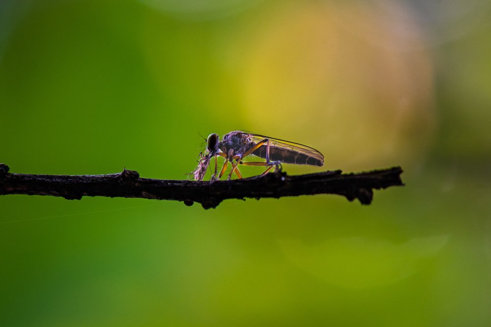 Feeding at the golden hour