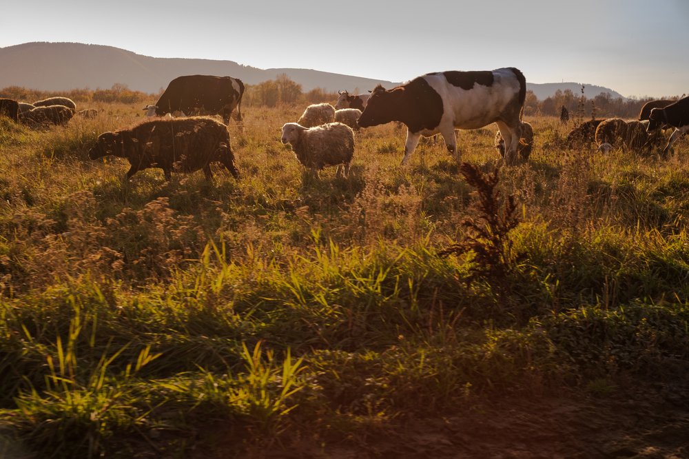 Photograph by Светлана Аверьянова