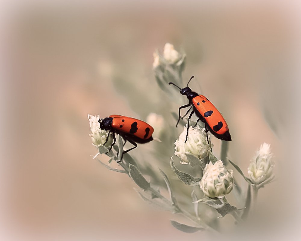 Photograph by Татьяна Ломоносова