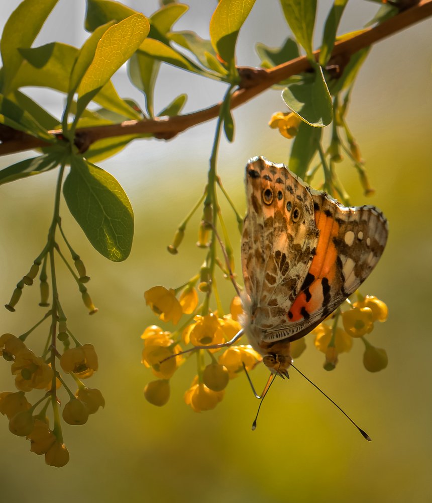 Photograph by Татьяна Ломоносова