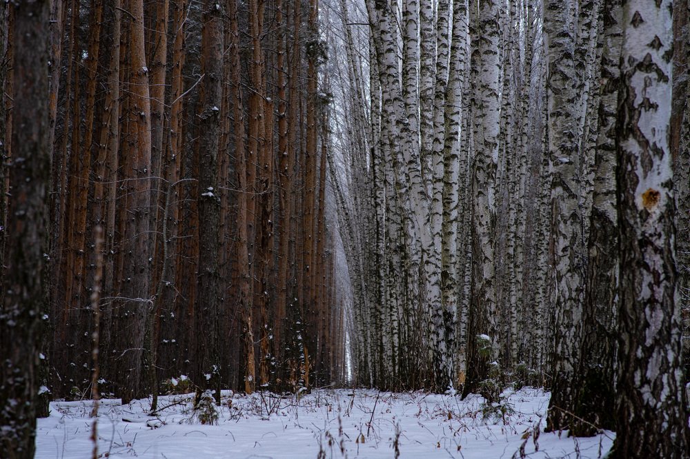 Фотография автора Александр Кременицкий