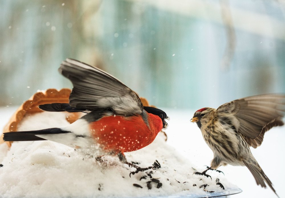 Злой снегирь