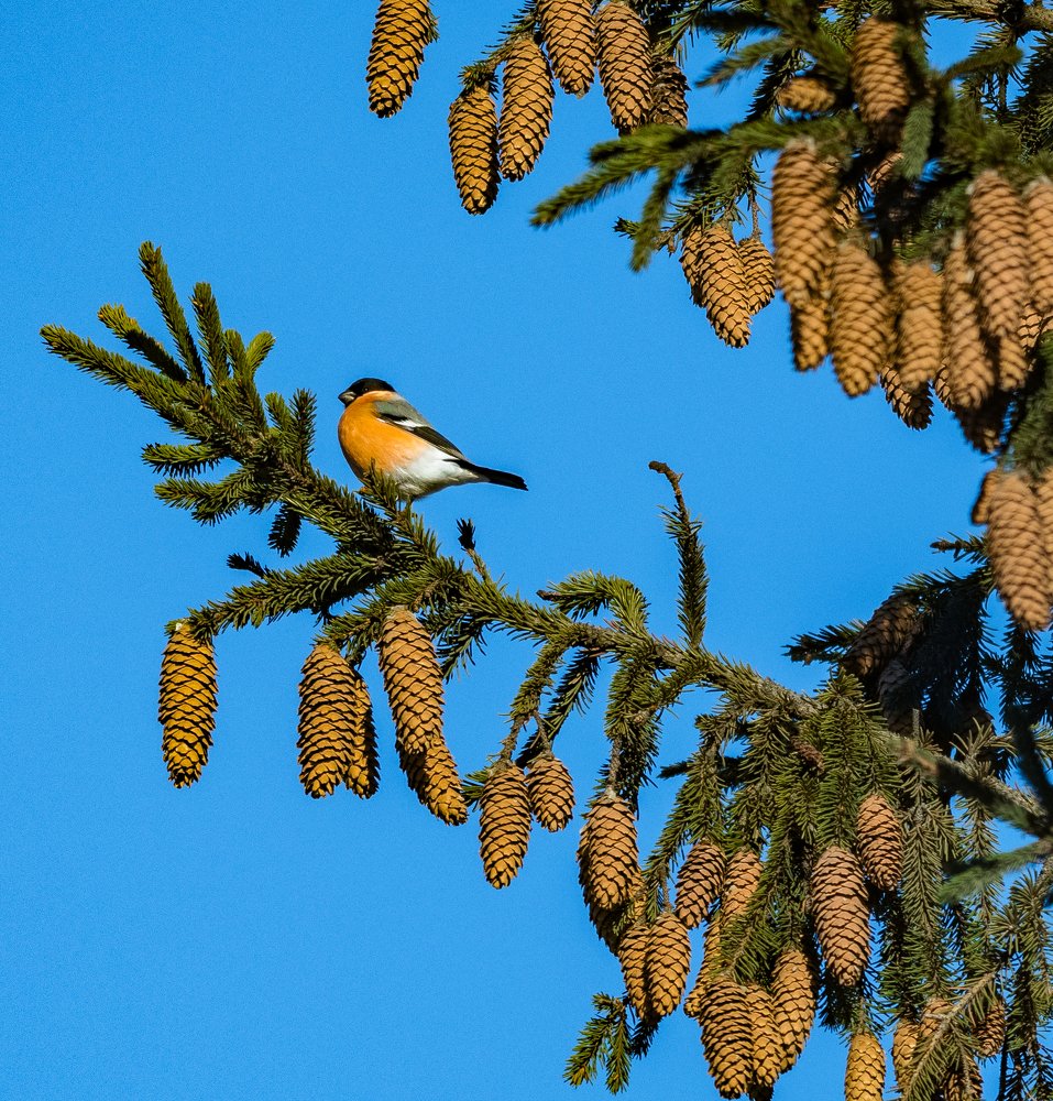 Photograph by Курлянцев Алексей
