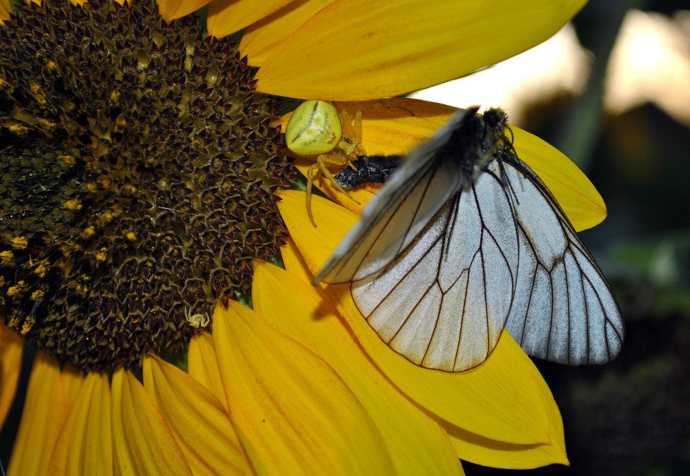 Photograph by Александр Касаткин