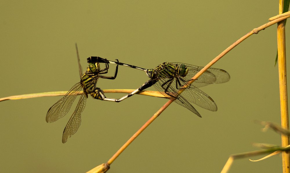 Photograph by Shivendra Singh