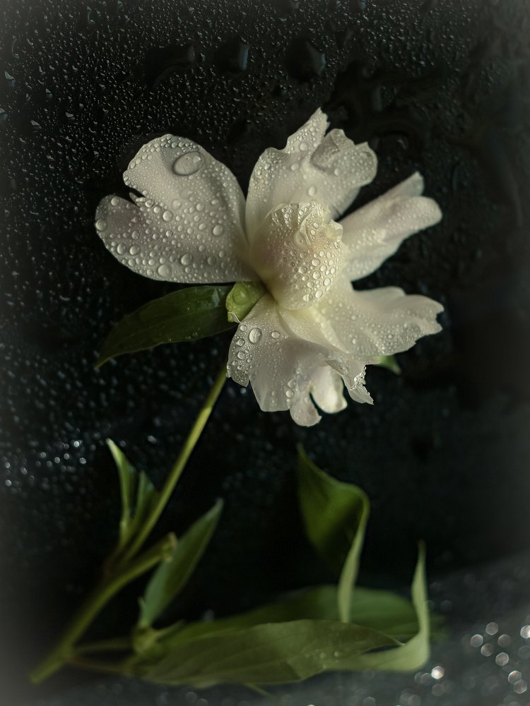 Photograph by Татьяна Ломоносова