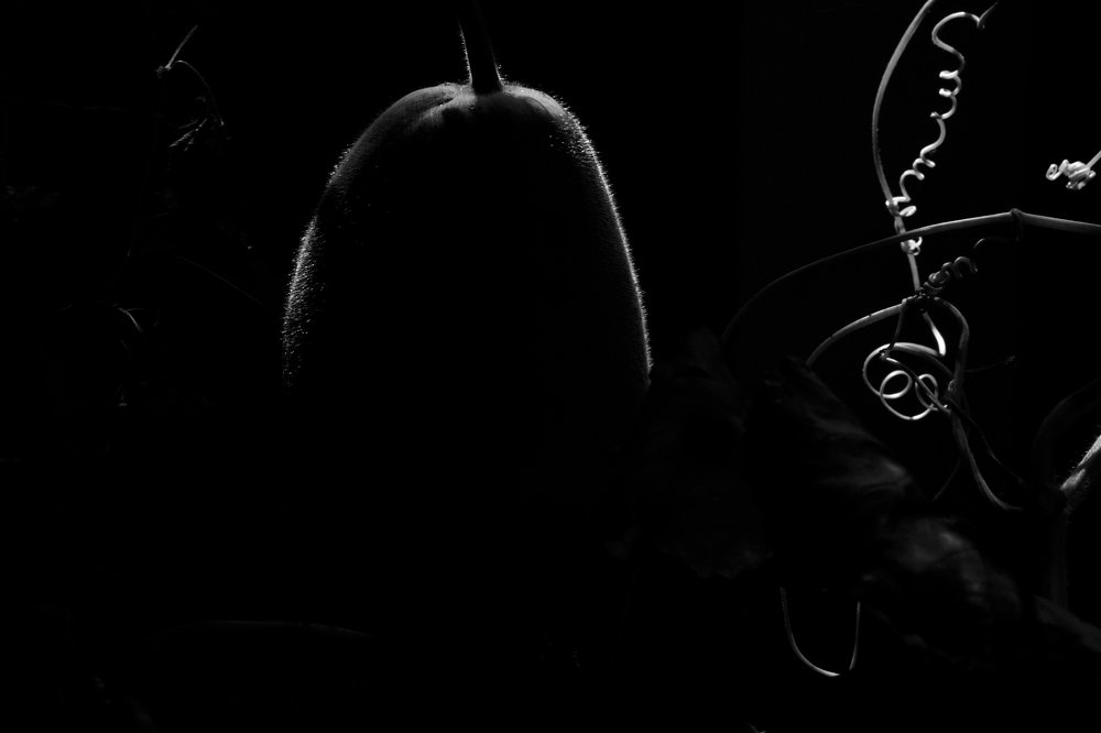 Photograph by rajesh therthala veedu