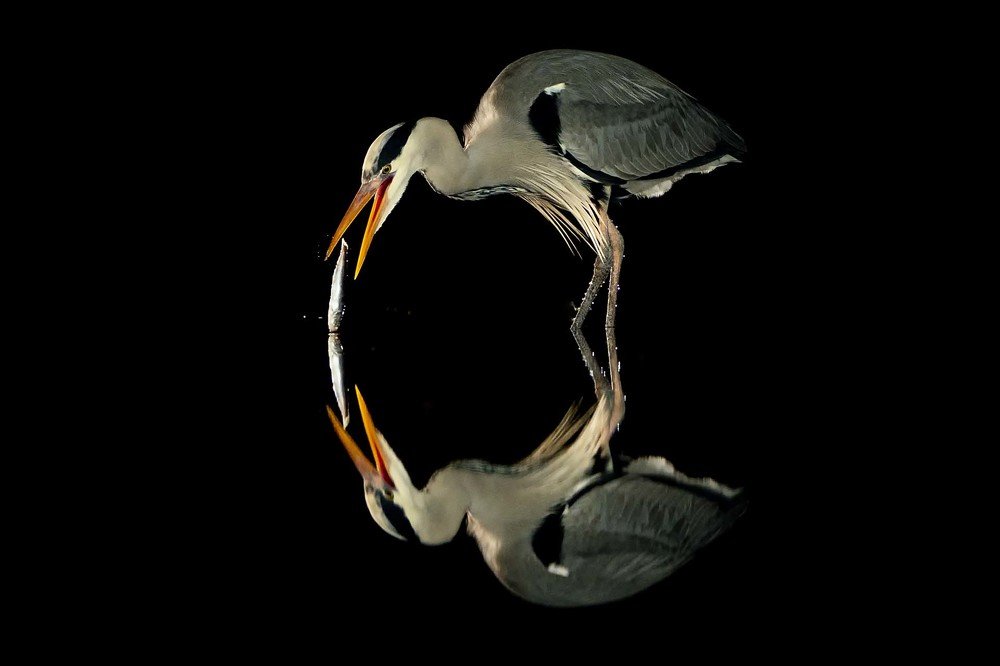 Heron  Fishing at night