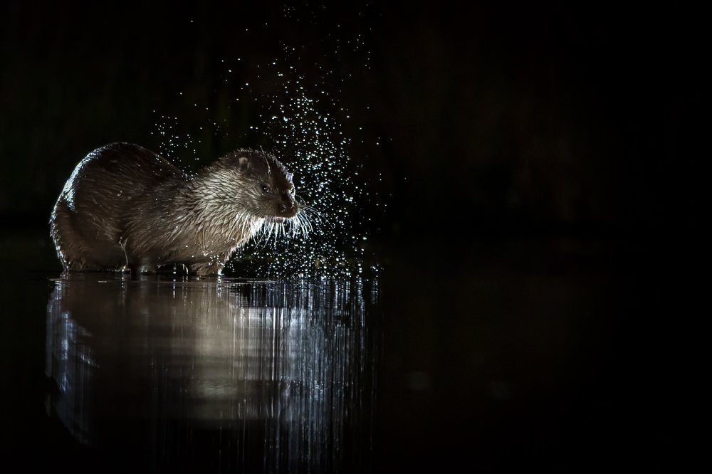 Otter Fishing at night