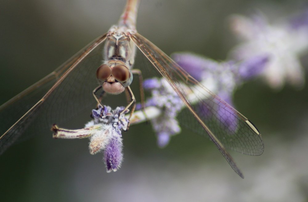 Фотография автора Аяужан Утеулинова