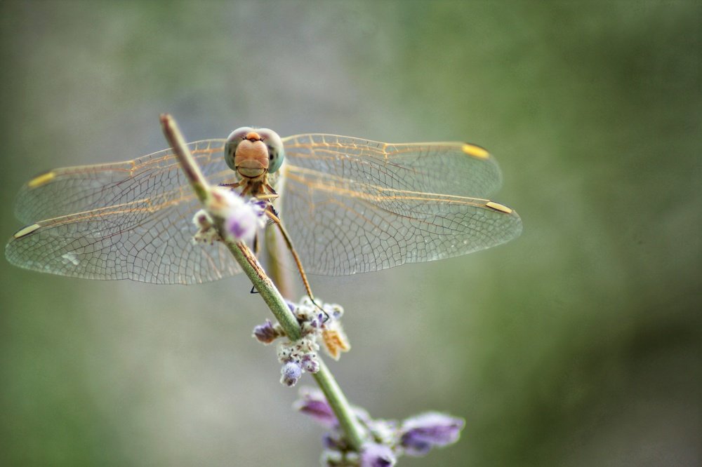 Фотография автора Аяужан Утеулинова