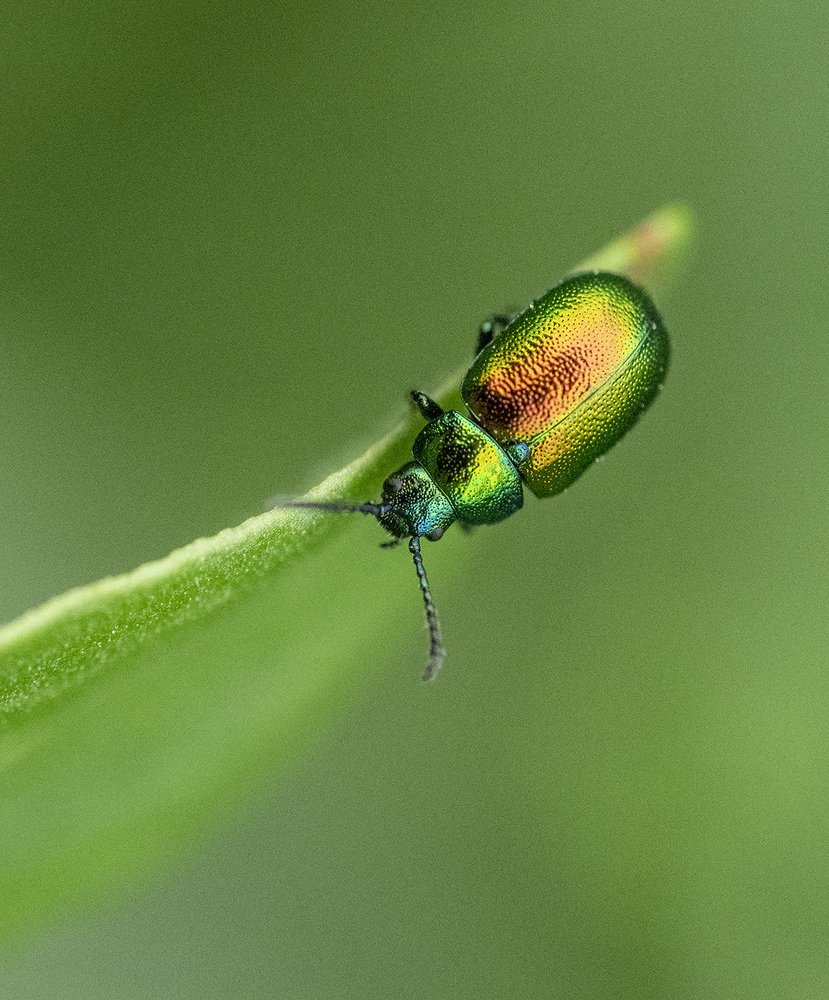 Photograph by Алла Толстая