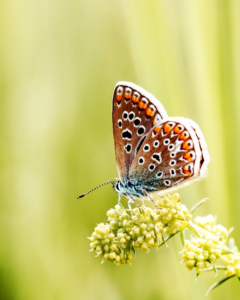 Photograph by Александр Соловьев