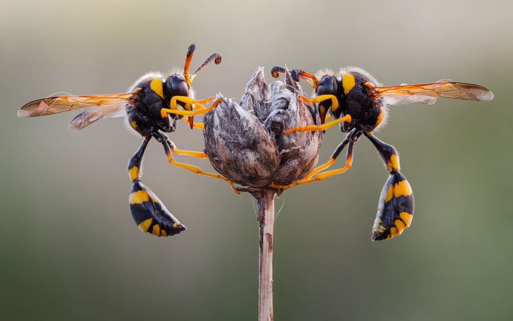 Утро на двоих