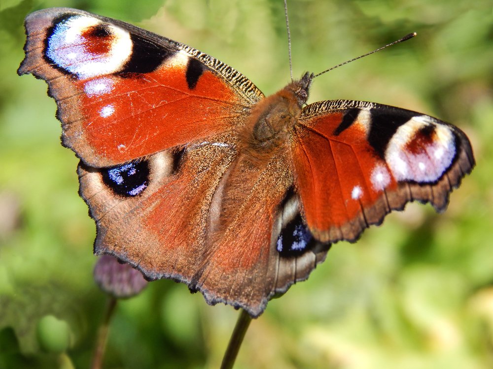 Павлиний глаз.