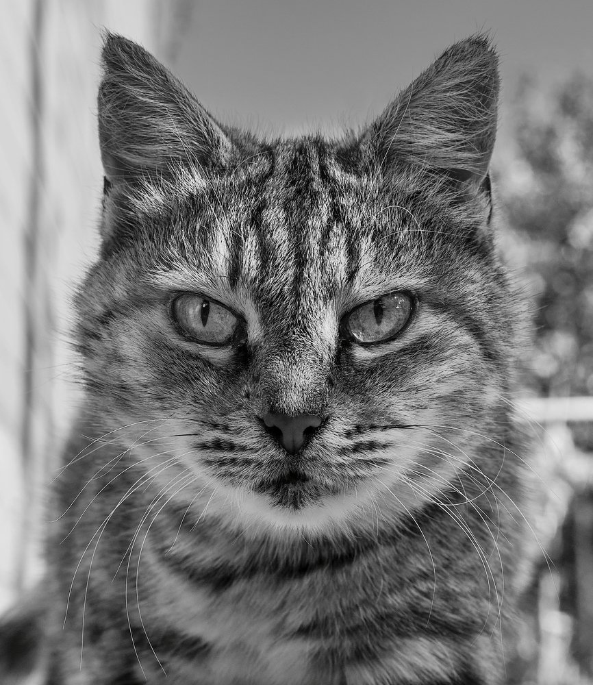 Photograph by Dmitry K