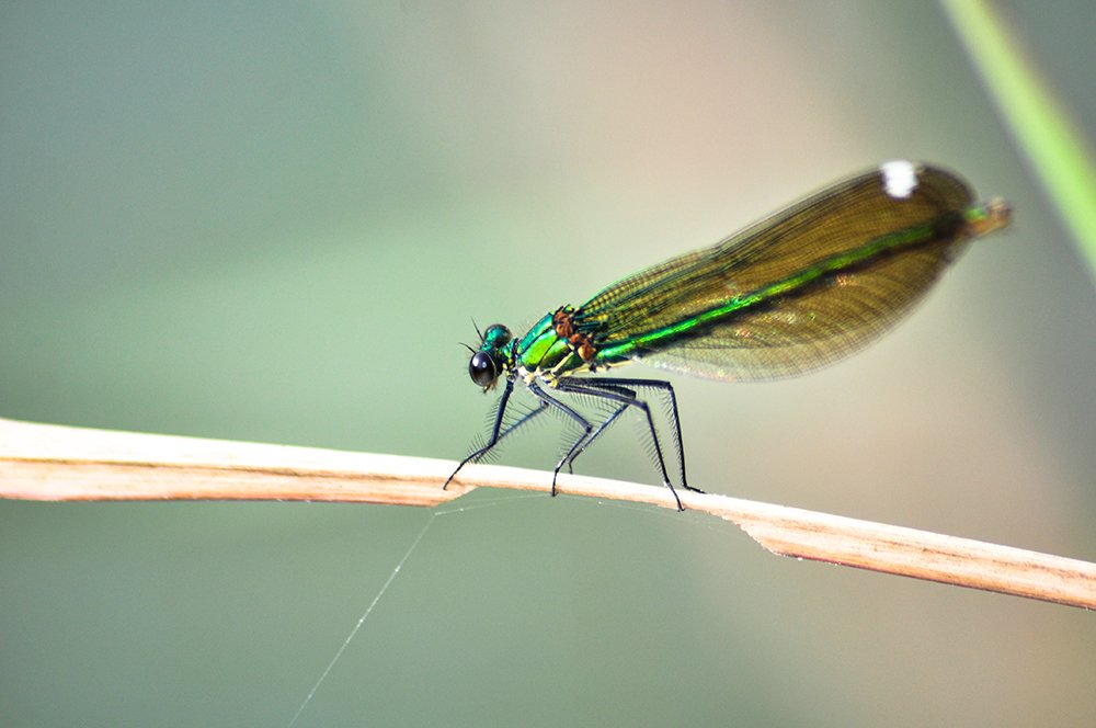 Фотография автора Erfan Rabiei dastjerdi
