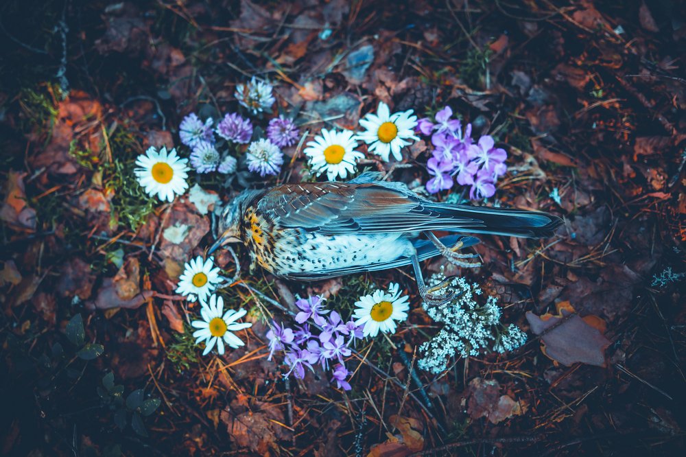 Photograph by Nika Litus