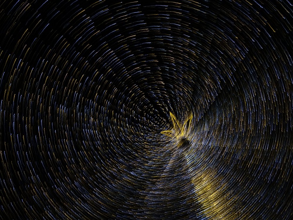 Фотография автора Remus Lucescu