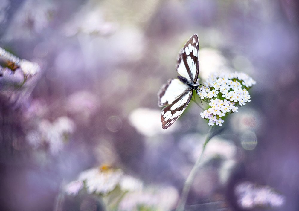 Photograph by Елена Осколкова