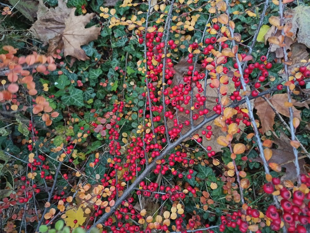 Photograph by Лена Силайчева