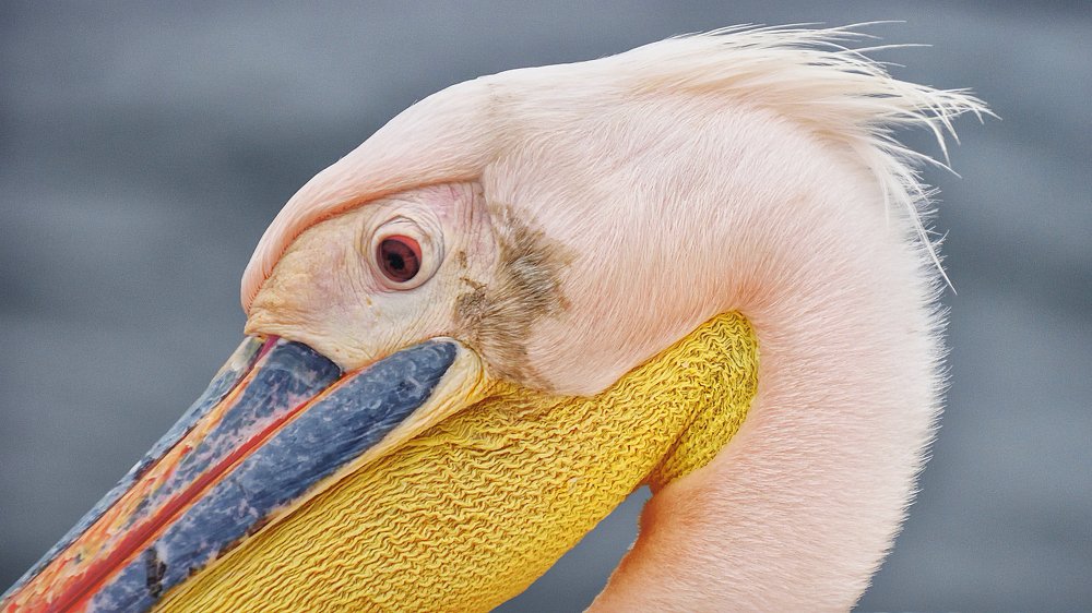 Pelican head