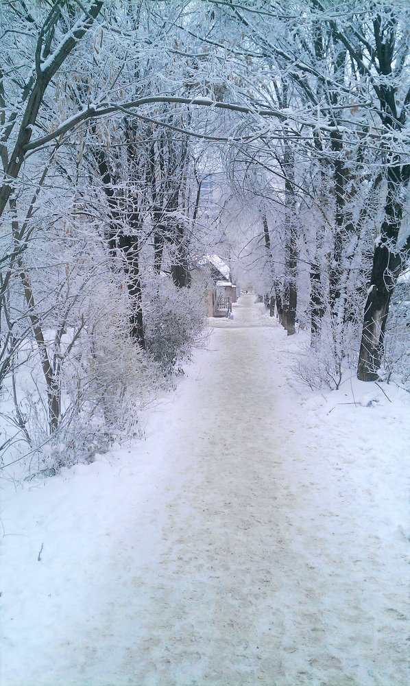 Зимняя аллея