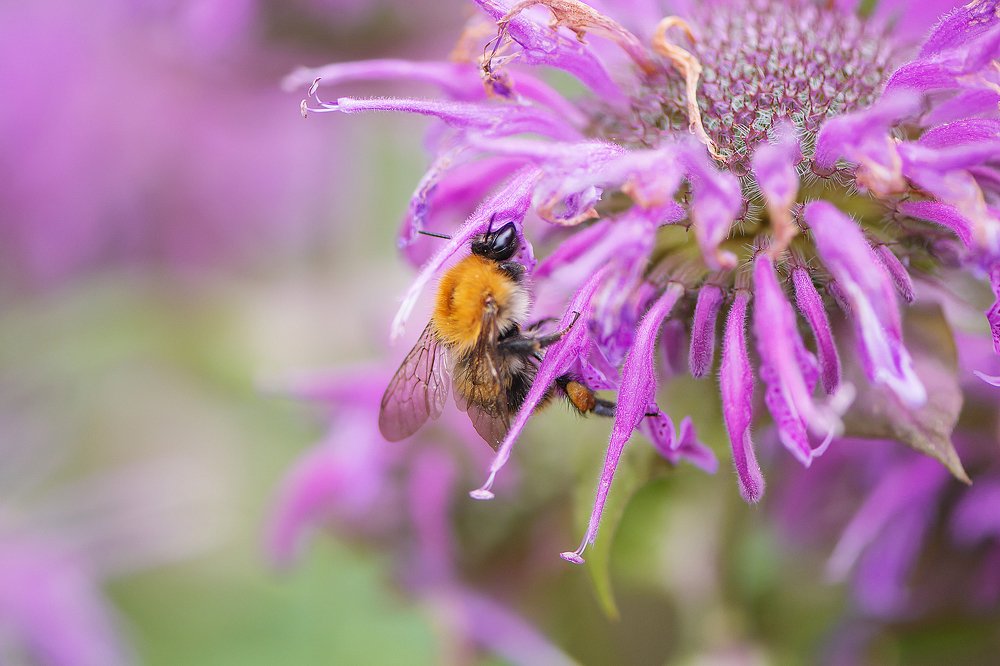 Photograph by Marina Baccardi