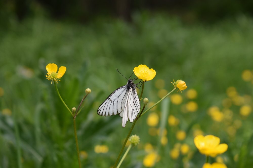 Photograph by Александр Прядко