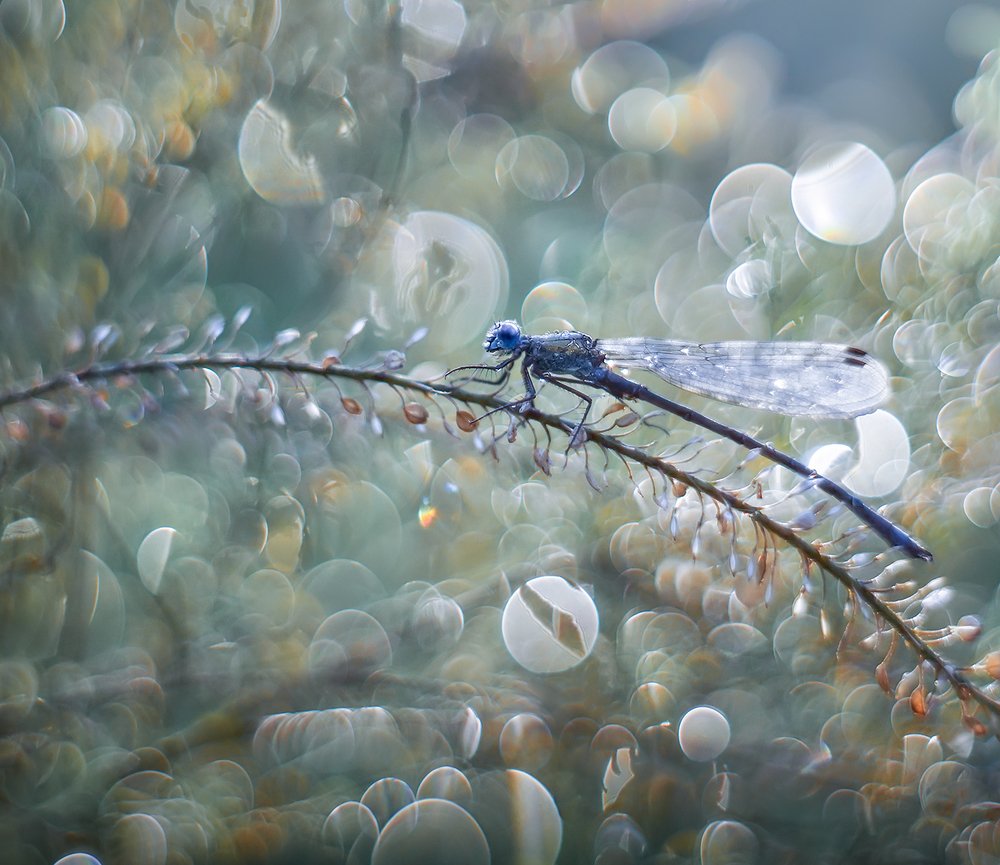 Прохладное утро