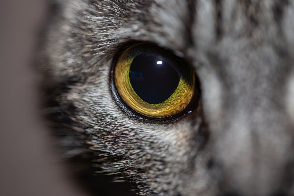 Фотография автора Пётр Чирков