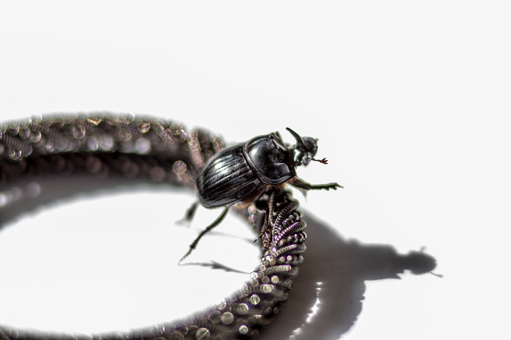 Photograph by Elena Mingazova